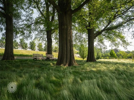 A grove of large trees in summer, shading a grassy area with wooden benches.